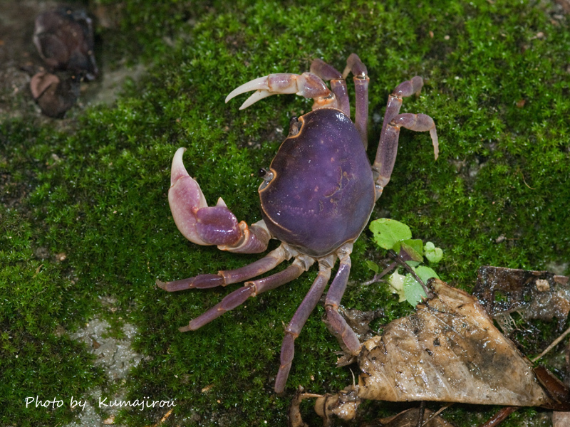 喜界島産　サワガニ_b0192746_21125647.jpg