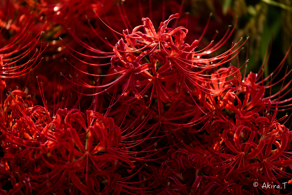 f0152550_20514265.jpg