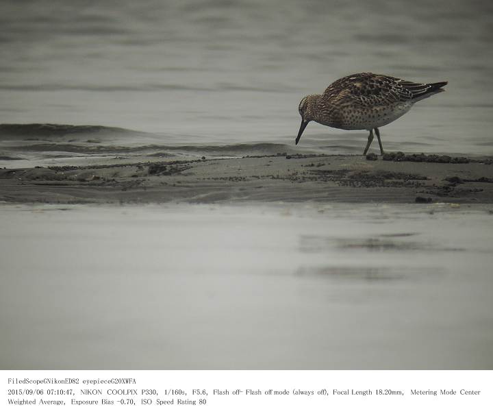 ふなばし三番瀬海浜公園 2015.9.6(1)_c0062451_17461226.jpg