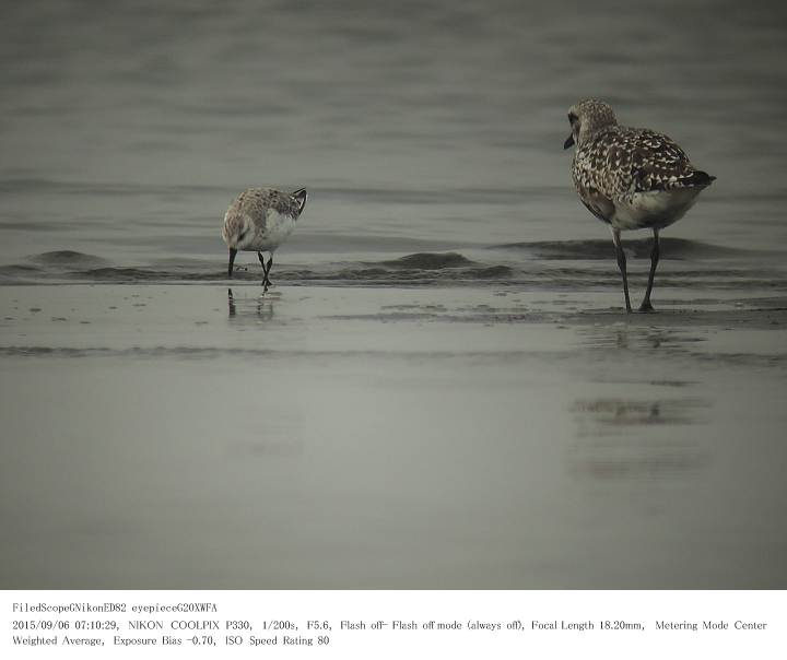 ふなばし三番瀬海浜公園 2015.9.6(1)_c0062451_17465183.jpg