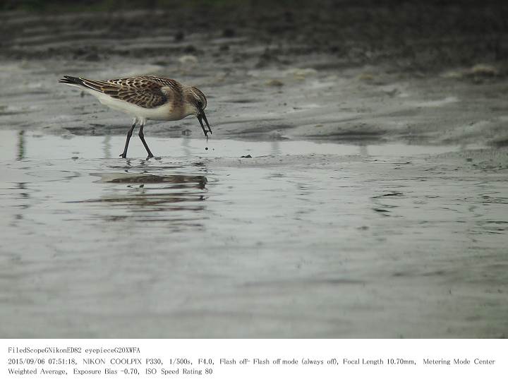 ふなばし三番瀬海浜公園 2015.9.6(1)_c0062451_17494661.jpg