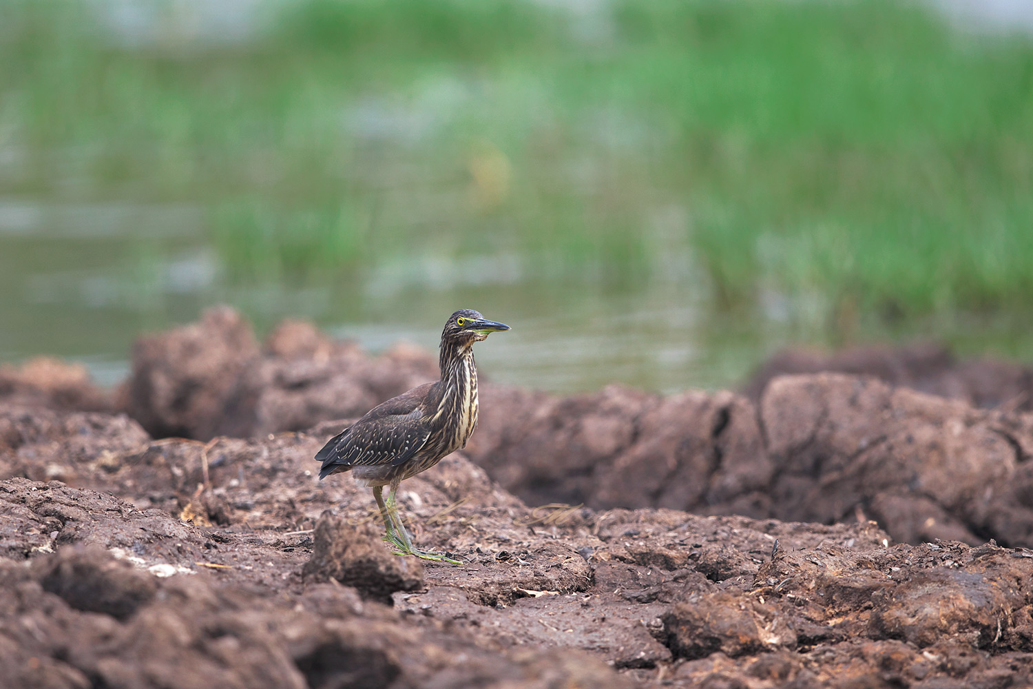 ササゴイ　Striated heron_d0013455_6583895.jpg