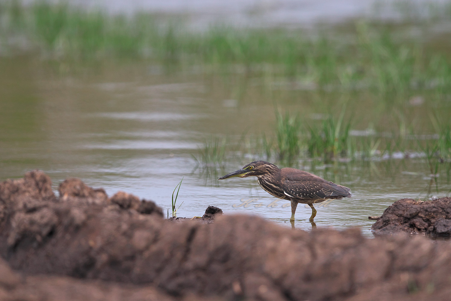 ササゴイ　Striated heron_d0013455_659183.jpg