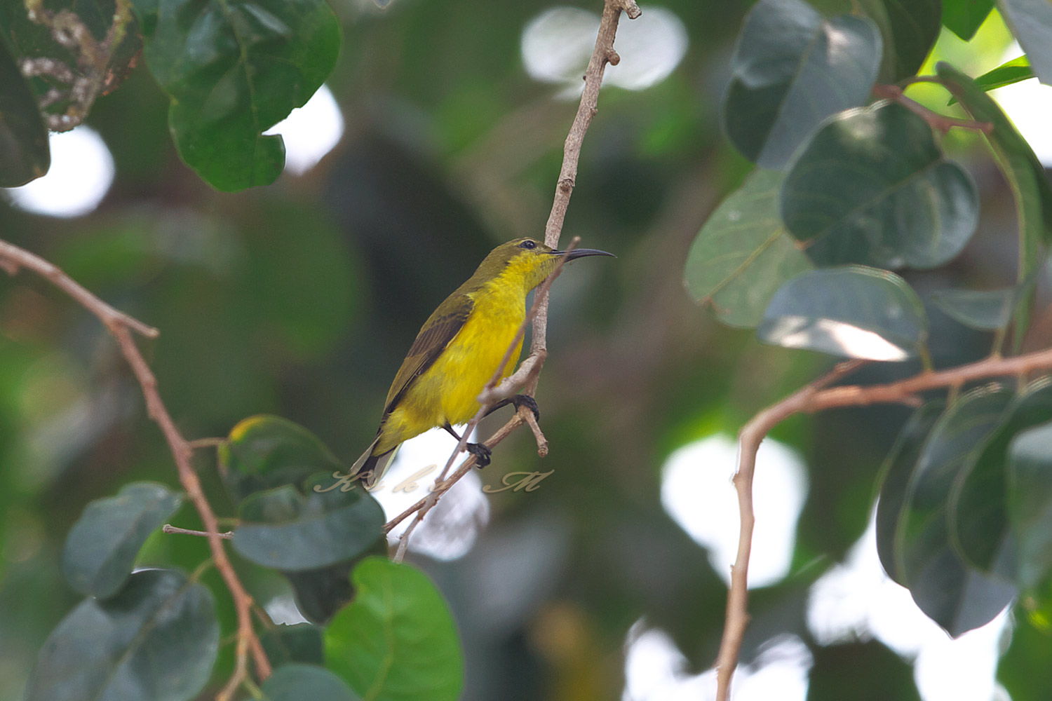 キバラタイヨウチョウ　Olive-backed Sunbird_d0013455_721918.jpg