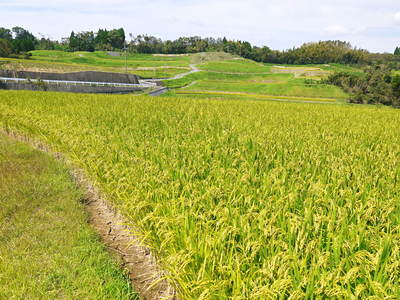 菊池水源棚田米 まもなく稲刈り!水にこだわる匠のお米!!_a0254656_18285817.jpg
