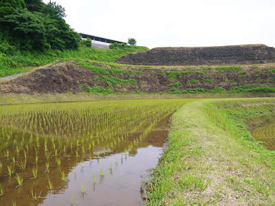 菊池水源棚田米 まもなく稲刈り!水にこだわる匠のお米!!_a0254656_1952041.jpg