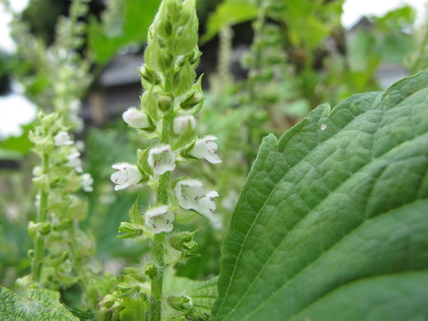 紫蘇の花 ひげ爺の花便り 紫蘇の花 ひげ爺の花便り