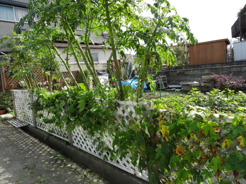 c0108460_17553673.jpg