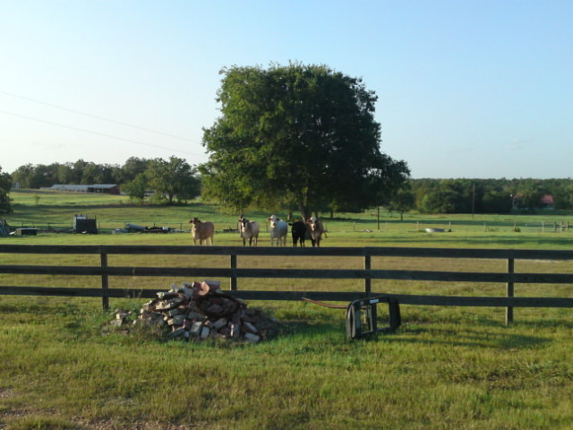 c0115560_10295594.jpg