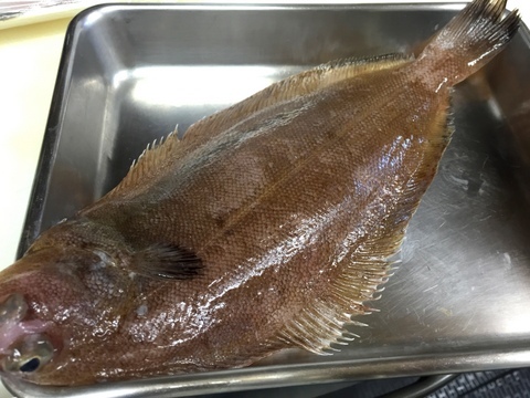 ヤナギムシガレイ 柳虫鰈 笹カレイ イル レオーネ 千林大宮駅近くのシェフソムリエのブログ