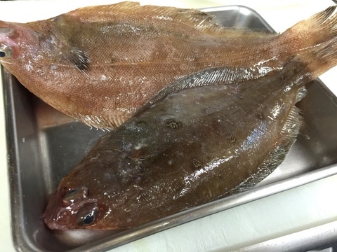 ヤナギムシガレイ 柳虫鰈 笹カレイ イル レオーネ 千林大宮駅近くのシェフソムリエのブログ