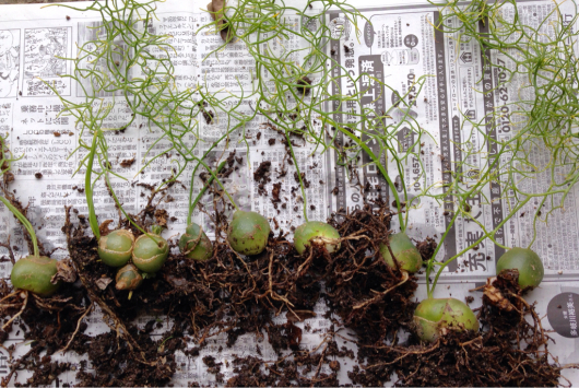 ソウカクデンの植え替え たま店長の日記