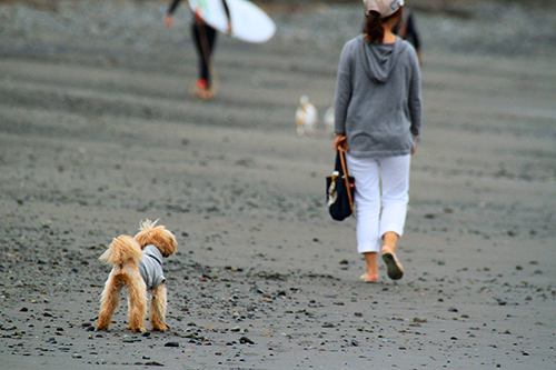 2015/09/26(SAT) 波ある週末の海です。_a0157069_12272682.jpg