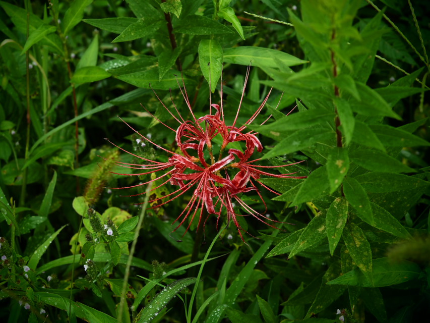 曼珠沙華　　　　　　　　　　　　　　　　　　　_f0021869_2237568.jpg