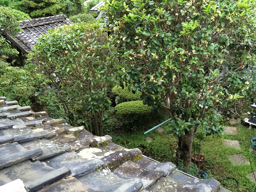 金の香り 銀の香り_d0230676_10433568.jpg