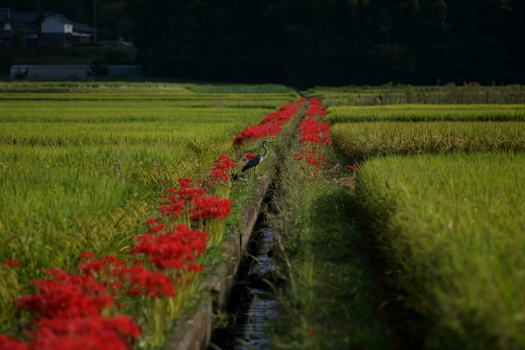 彼岸花2015　－総集編－_a0278377_15354097.jpg