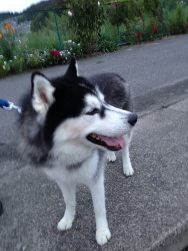 f0315081_19231986.jpeg