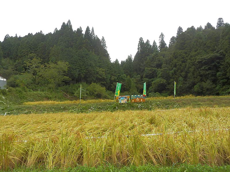稲刈り体験(月光原小・西根小)_d0247484_1343356.jpg