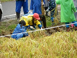 稲刈り体験(月光原小・西根小)_d0247484_1351656.jpg