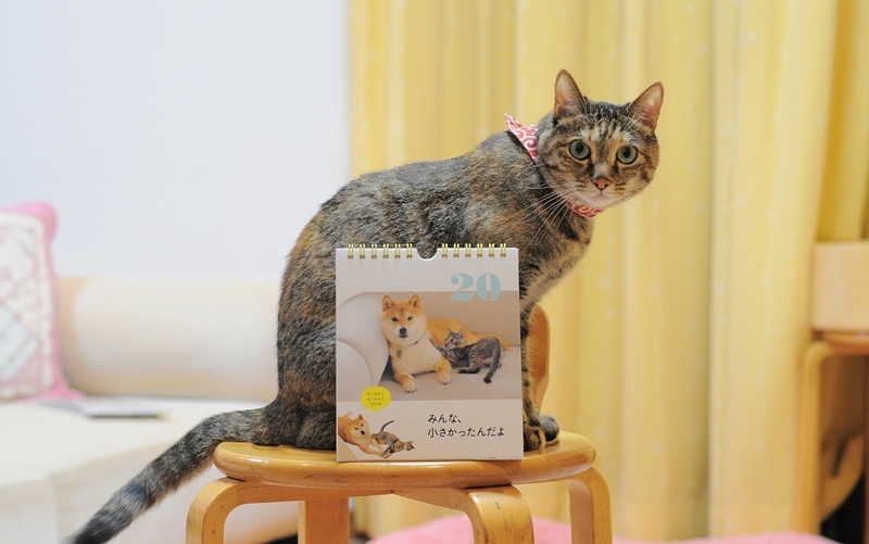 彼岸花_a0126590_01145197.jpg