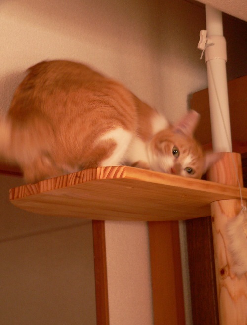 3にゃんそろった_a0333195_21153733.jpg