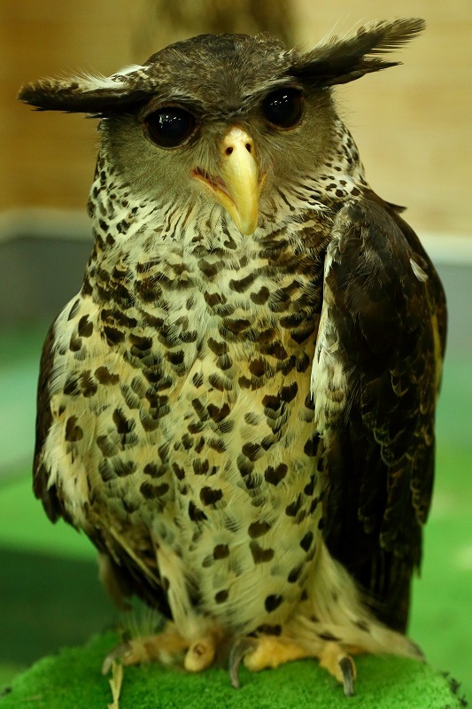ワシミミズクの羽根？23枚最終セット