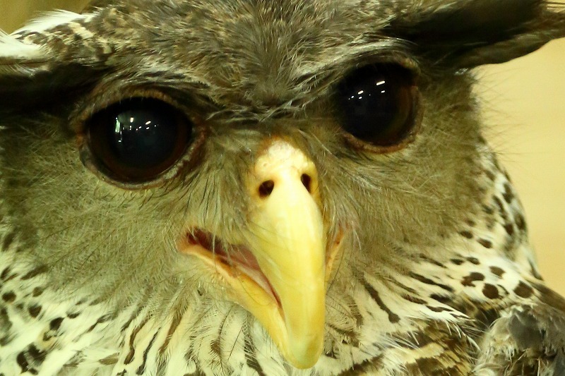 観客の頭上をすれすれに飛ぶミミズク インコの空中パフォーマンス 東武動物公園 旅プラスの日記 観客の頭上をすれすれに飛ぶミミズク インコの空中パフォーマンス 東武動物公園 旅プラスの日記