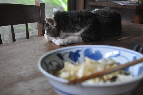 ムウのゆったりゆるゆる闘病記　その８_a0101905_22221389.jpg