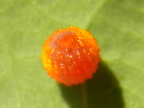 d0251807_713394.jpg