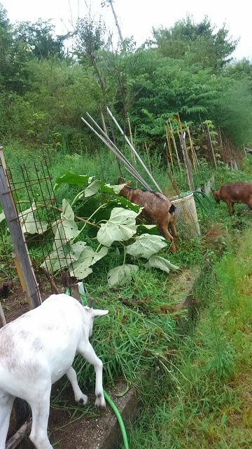 エコな草刈り_e0101819_1193568.jpg
