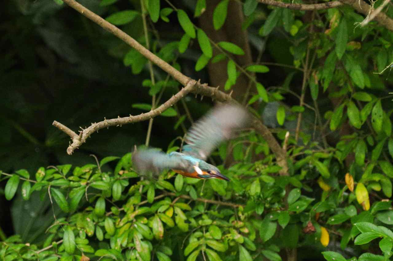 上流部の縄張りは♀に決定か？_e0293921_17531594.jpg