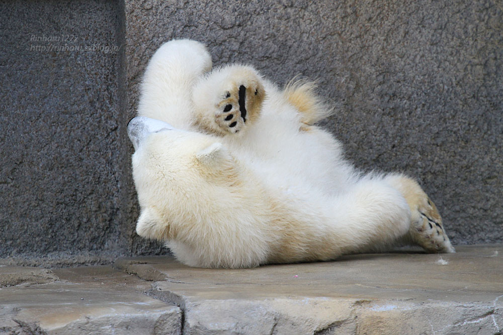 2015.4.30 円山動物園☆ホッキョクグマのララとリラ<その3>【Polar bear】_f0250322_19545467.jpg