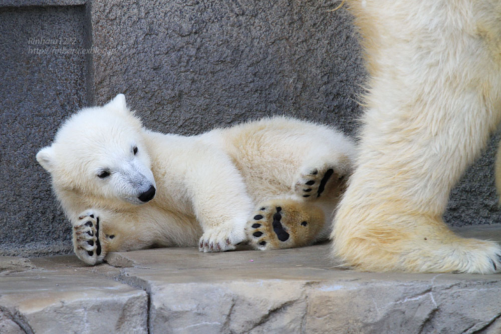 2015.4.30 円山動物園☆ホッキョクグマのララとリラ<その3>【Polar bear】_f0250322_1955012.jpg