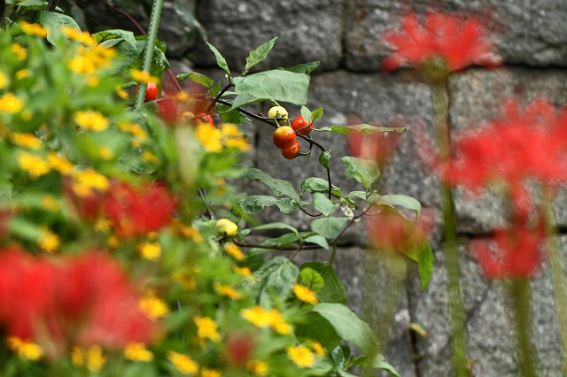 a0242438_18563631.jpg