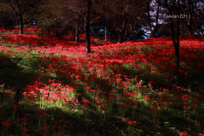 茂木 もてぎ里山アートフェスタ2015 in 城山公園_e0227942_23220828.jpg