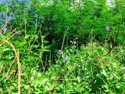 9月27日 この花何の花??_b0158746_9301641.jpg