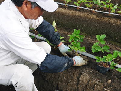 完熟紅ほっぺ 定植作業、そして徹底管理で育てていきます_a0254656_16221561.jpg