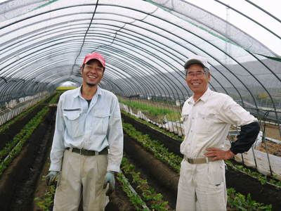 完熟紅ほっぺ 定植作業、そして徹底管理で育てていきます_a0254656_17182677.jpg