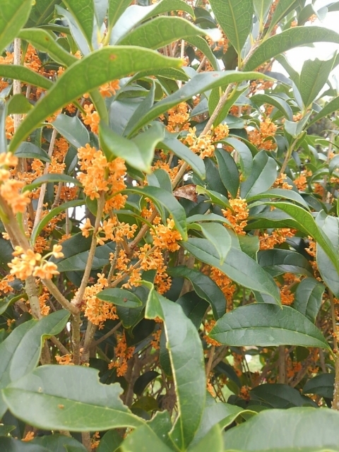 a0193175_08290028.jpg