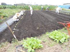 野菜畑の農作業　　　　平成２７年９月２７日_c0145581_2353172.jpg