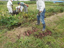 野菜畑の農作業　　　　平成２７年９月２７日_c0145581_23534724.jpg