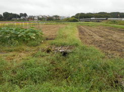 野菜畑の農作業　　　　平成２７年９月２７日_c0145581_23594858.jpg