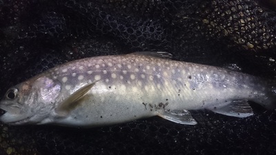 c0145582_1731159.jpg