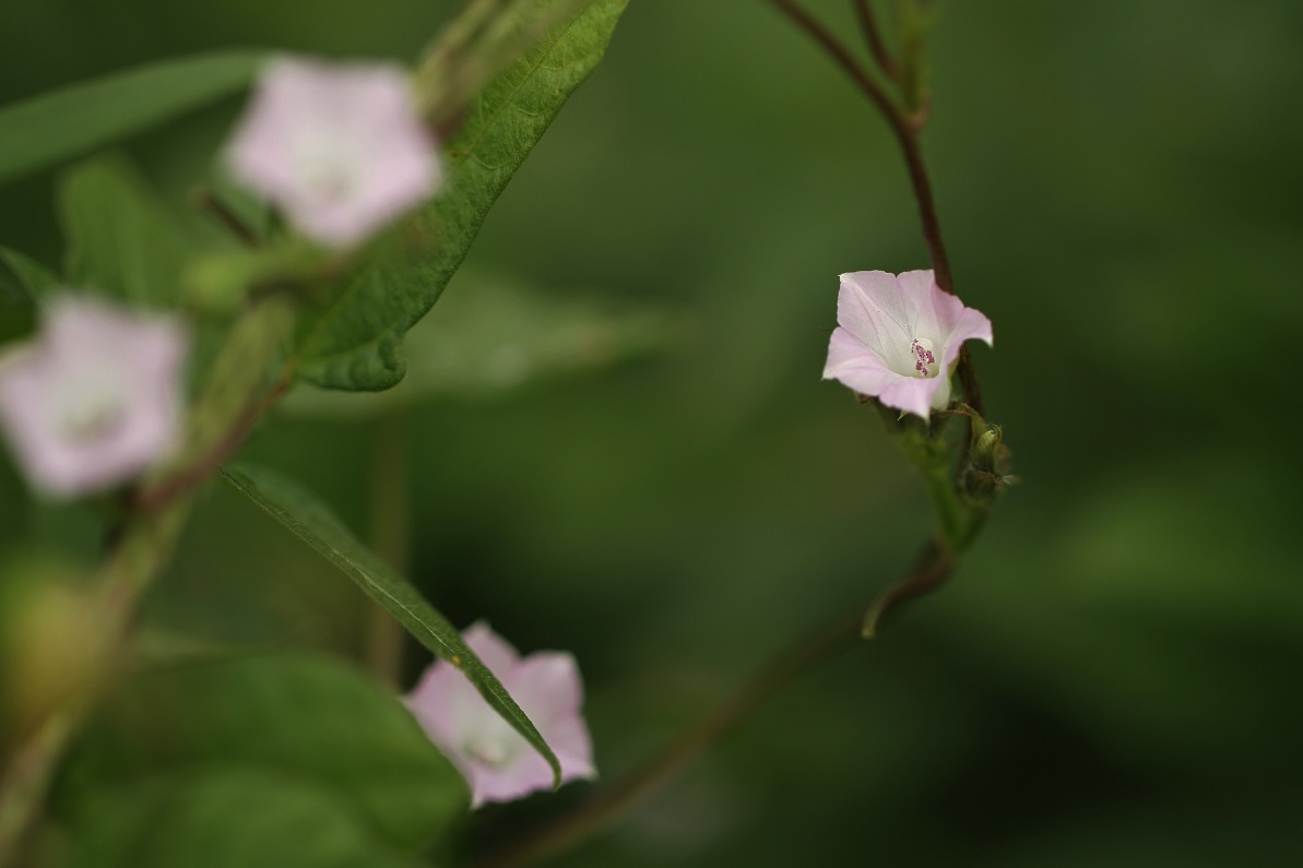 可愛らしい問題児 マメアサガオ ホシアサガオ そよ風のつぶやき
