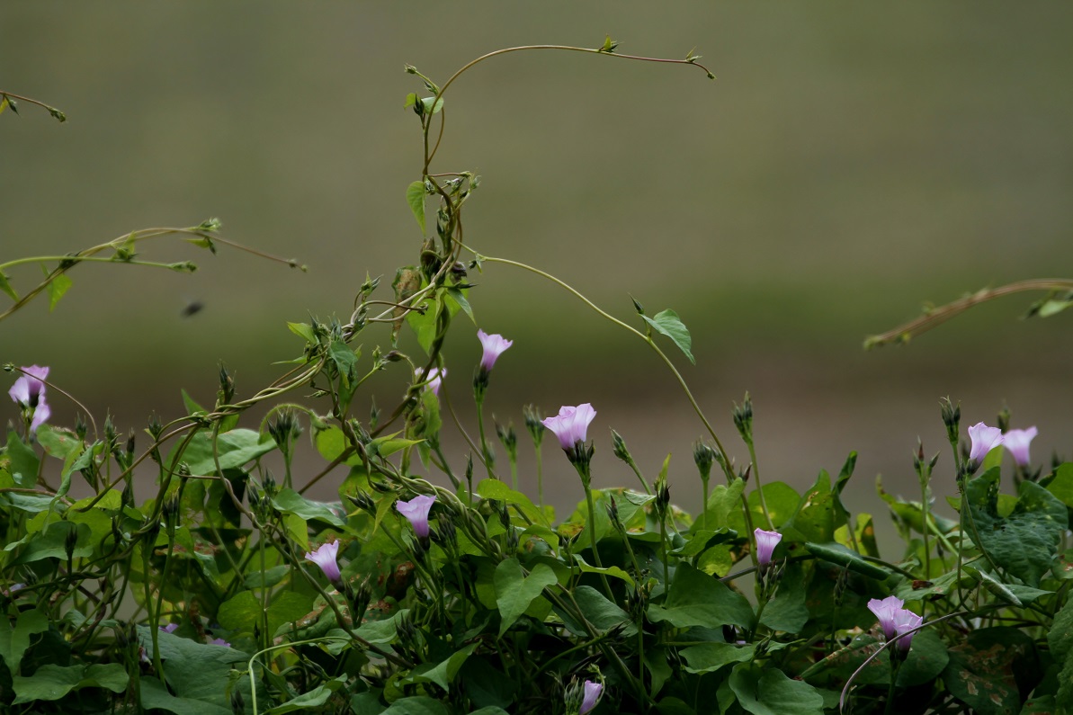 可愛らしい問題児 マメアサガオ ホシアサガオ そよ風のつぶやき