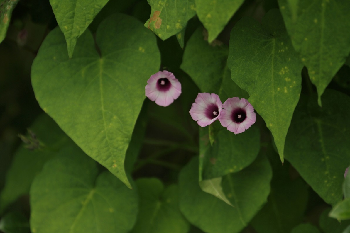 可愛らしい問題児 マメアサガオ ホシアサガオ そよ風のつぶやき
