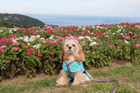 Bettyと行く関西の旅　2日目は淡路島～♪ _c0128303_11204276.jpg