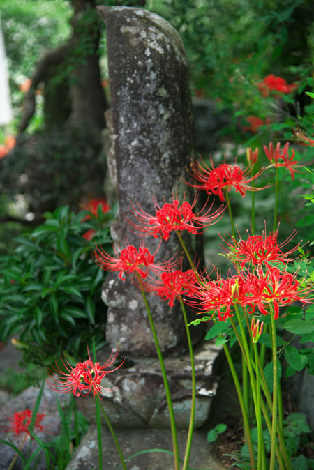 小川町　輪禅寺_a0263109_10301695.jpg