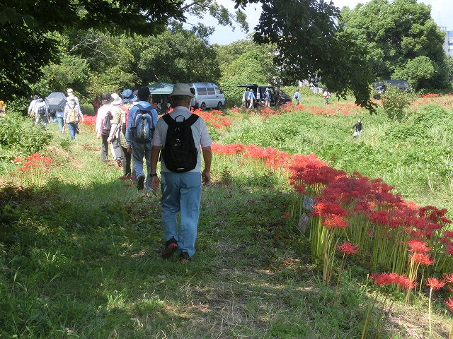 移植して5年経ちこんなに成長しました! のんびり彼岸花ウォーク後半_f0141310_6511075.jpg