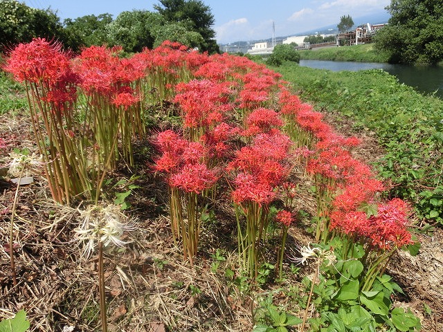 移植して5年経ちこんなに成長しました! のんびり彼岸花ウォーク後半_f0141310_652107.jpg